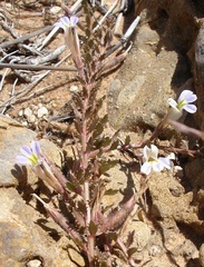 Lobelia thermalis