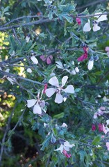 Anisodontea fruticosa