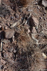 Bulbostylis burchellii