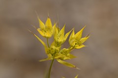 Bupleurum veronense
