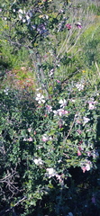Anisodontea fruticosa