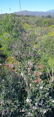 Anisodontea fruticosa