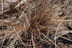 Bulbostylis burchellii