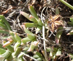 Ruschia griquensis