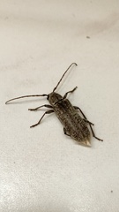 Trichoferus holosericeus
