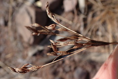 Bulbostylis burchellii