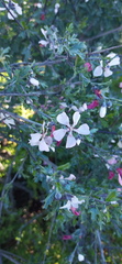 Anisodontea fruticosa