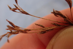 Bulbostylis burchellii