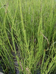 Equisetum fluviatile