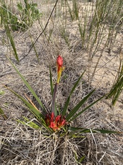 Babiana ringens australis
