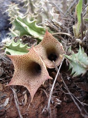 Huernia longituba longituba