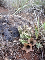 Huernia longituba longituba