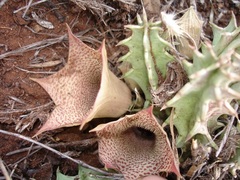 Huernia longituba longituba