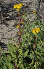 Othonna coronopifolia