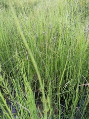 Equisetum fluviatile