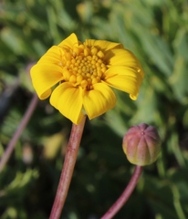 Othonna coronopifolia