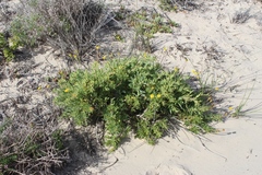 Othonna coronopifolia