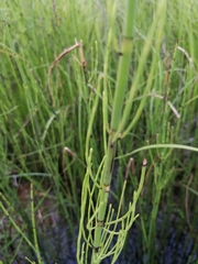 Equisetum fluviatile