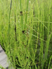 Equisetum fluviatile