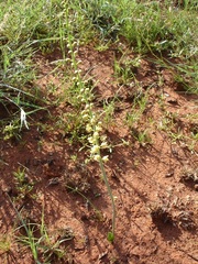 Eriospermum cooperi cooperi