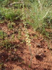 Eriospermum cooperi cooperi