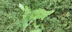 Sonchus oleraceus