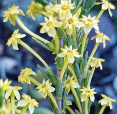 Struthiola eckloniana