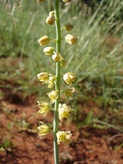 Eriospermum cooperi cooperi