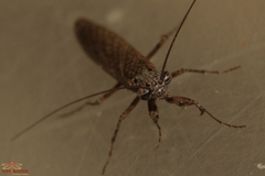 Perlamantis alliberti