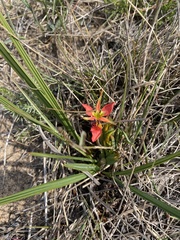 Babiana ringens australis