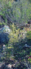 Struthiola eckloniana