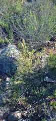 Struthiola eckloniana