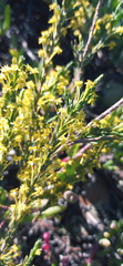 Struthiola eckloniana