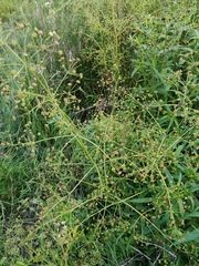 Alisma plantago-aquatica