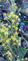 Struthiola eckloniana
