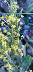 Struthiola eckloniana