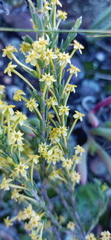 Struthiola eckloniana