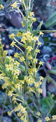 Struthiola eckloniana
