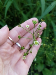 Alisma plantago-aquatica