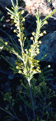 Struthiola eckloniana