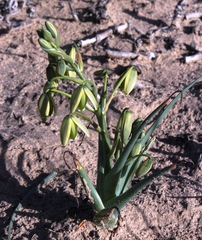 Albuca paradoxa