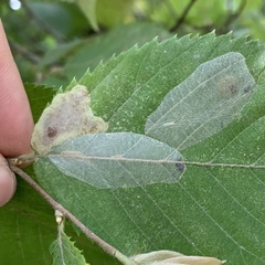 Phyllonorycter tritaenianella