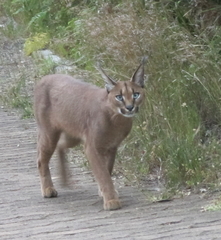 Caracal caracal caracal