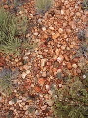 Lithops aucampiae aucampiae