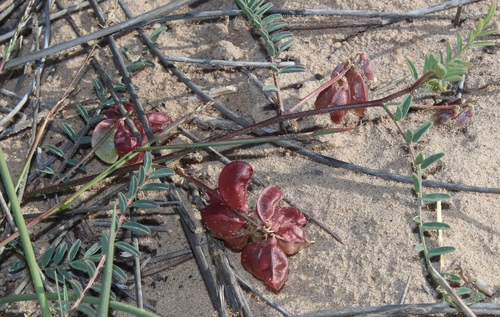 Lessertia inflata