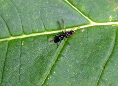Sepsis fulgens