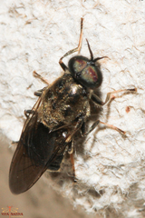 Adoxomyia