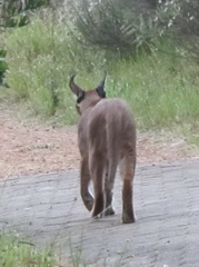 Caracal caracal caracal