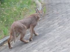 Caracal caracal caracal