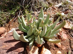 Ebracteola wilmaniae